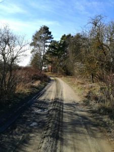 Ritiro Mindfulness Strada nel Bosco