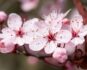 Primavera Mindfulness